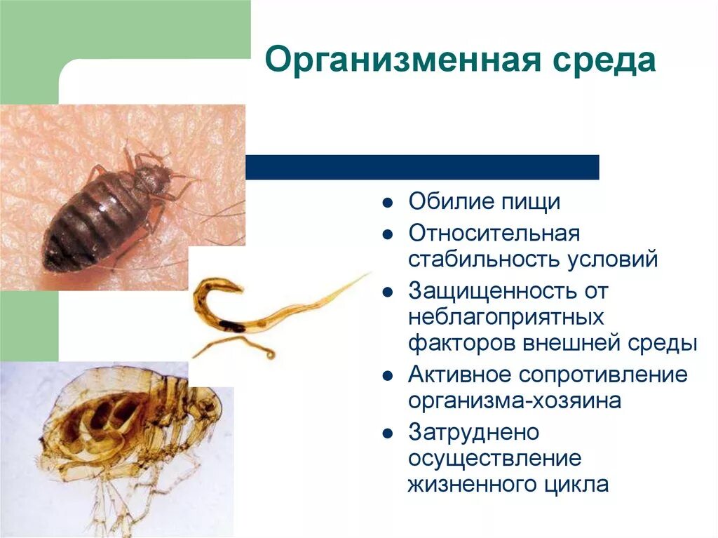 Организменная среда обитания характеризуется обилием. Организменная среда обитания характеристика. Представители организменной среды жизни. Факторы организменной среды обитания. Организменная среда обитания приспособления организмов.