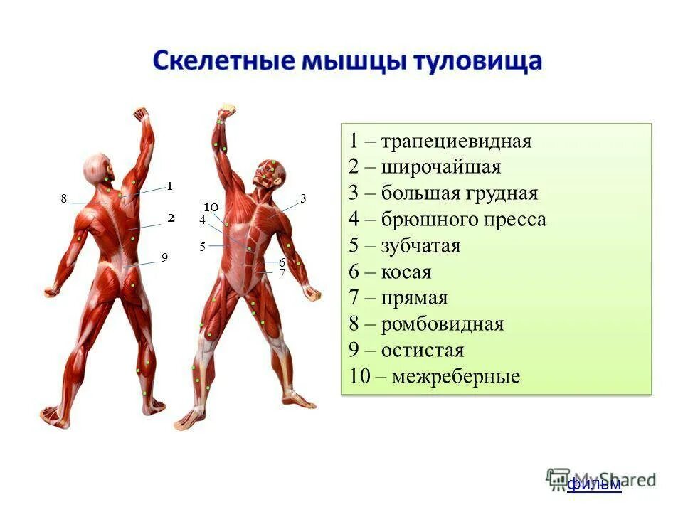 Класс мышцы. Влияние физических упражнений на мышцы. Влияние физических упражнений на мышечную систему. Эволюция мышечной системы. Презентация на тему мышцы по физкультуре.