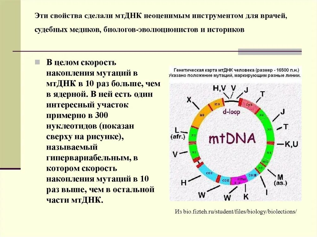 Транскрипция мутация. Строение митохондриальной ДНК. Митохондриальная ДНК функции. Митохондриальные гены. Митохондриальный анализ.