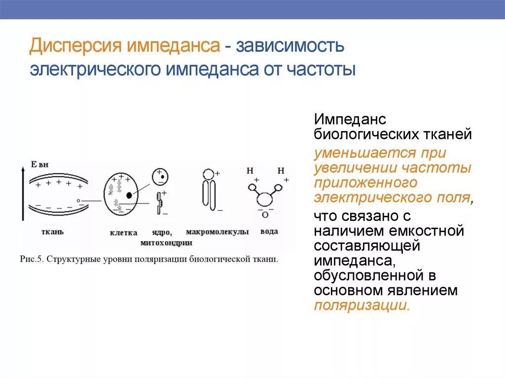 Дисперсия импеданса. Дисперсия импеданса биологической ткани. Электрический импеданс. График частотной зависимости дисперсии импеданса мышечной ткани.