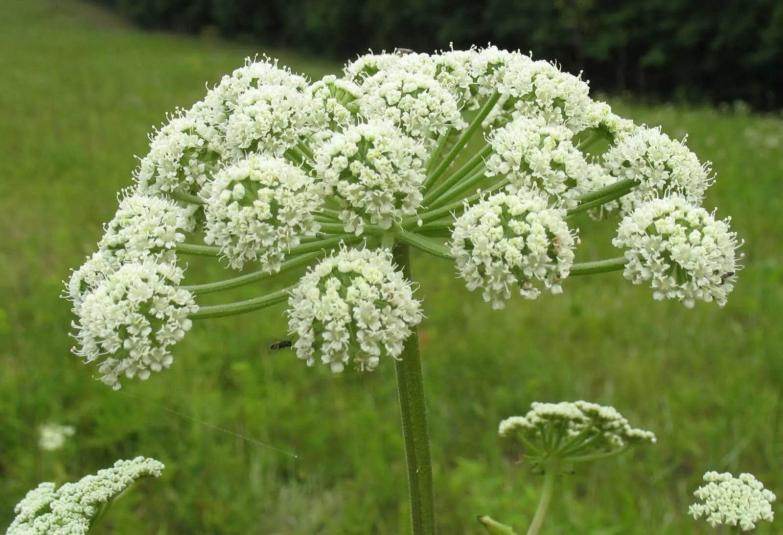 Зонтичные (umbelliferae(apiaceae)). Растение уст. Борщевик курай. Цикута ядовитая вех ядовитый. Растение уст.