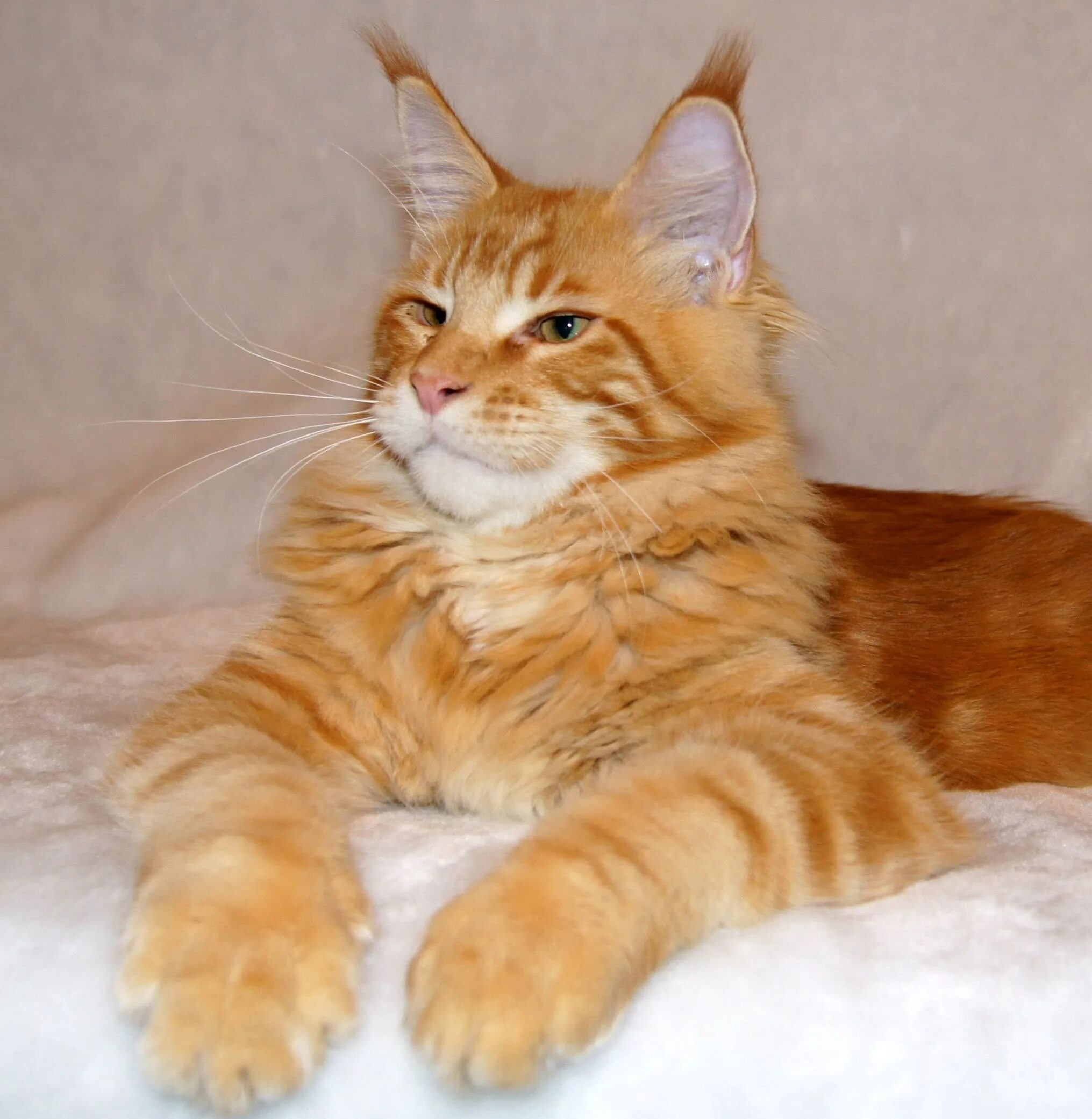 Манкун коты
