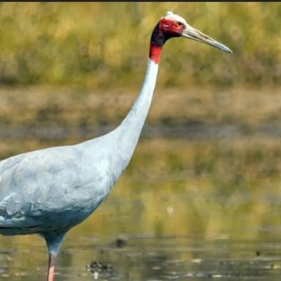 Sarus. Журавль сарус. Индийский журавль. Серёжчатый журавль. Журавль антигона.