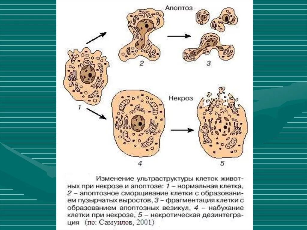 Некроз клетки схема. Схема морфологических проявлений апоптоза. Изменение клетки при некрозе и апоптозе схема. Апоптоз механизм.