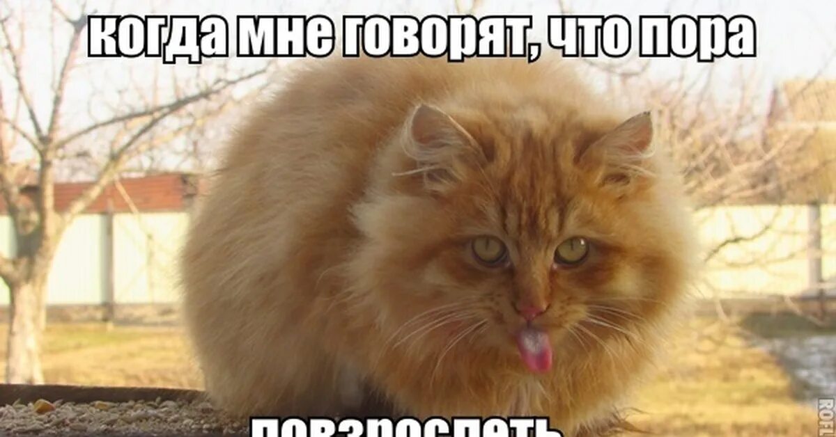 Мемы с рыжим котом. Рыжие коты мемы. Рыжий кот из мема.