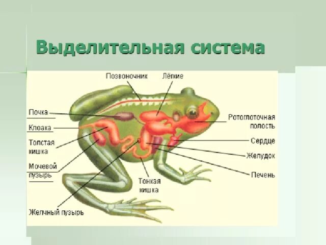 Мочеточник у земноводных. Выделительная система лягушки схема. Выделительная система земноводных 7 класс биология таблица. Туловищные почки у земноводных. Органы выделительной системы лягушки.