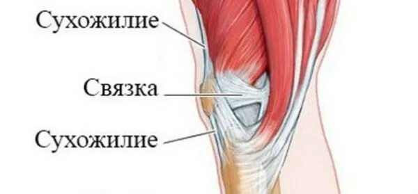 Сухожилия соединяют мышцы. Хрящи сухожилия связки различия. мышцы связки сухожилия. сухожилия и связки разница. отличие связок от сухожилий.