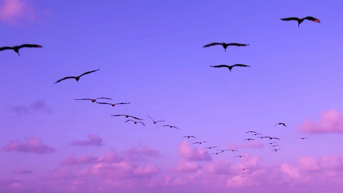 Птицы в небе. Птицы в небе Эстетика. Птицы улетают Эстетика. Птицы в небе розовые.