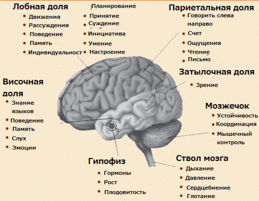 Симптомы опухоли головного мозга на ранних стадиях. Опухоль головного мозга симптомы. Признаки головной опухоли. Общие симптомы опухолей головного мозга. Клиника опухоли лобной доли головного мозга.