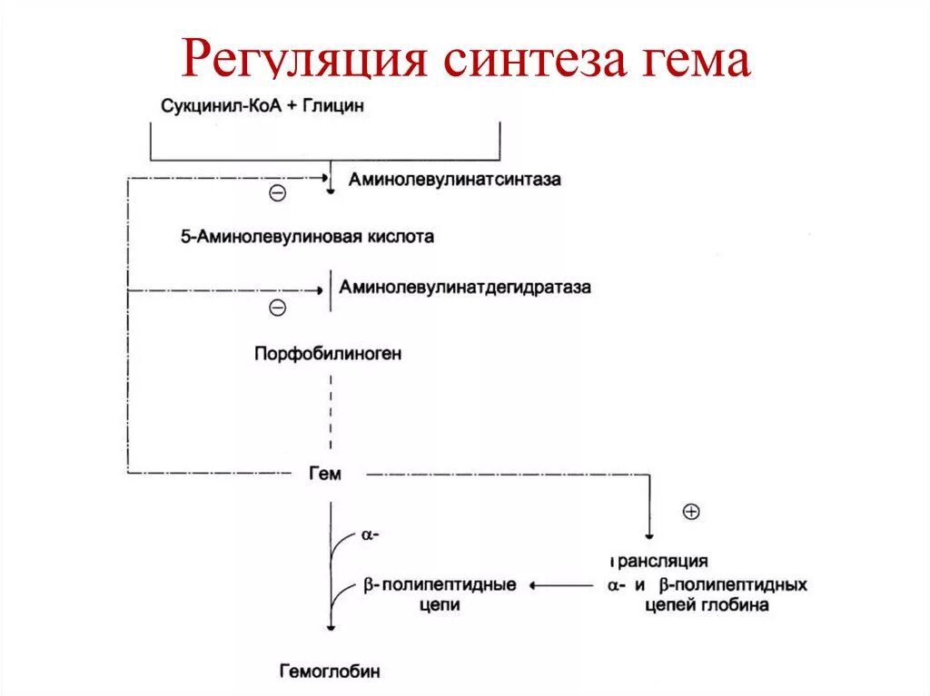 Биосинтез крови. Схема регуляции синтеза гема. Регуляция синтеза гемоглобина. Регуляция синтеза гема биохимия. Регуляция синтеза гема и гемоглобина.