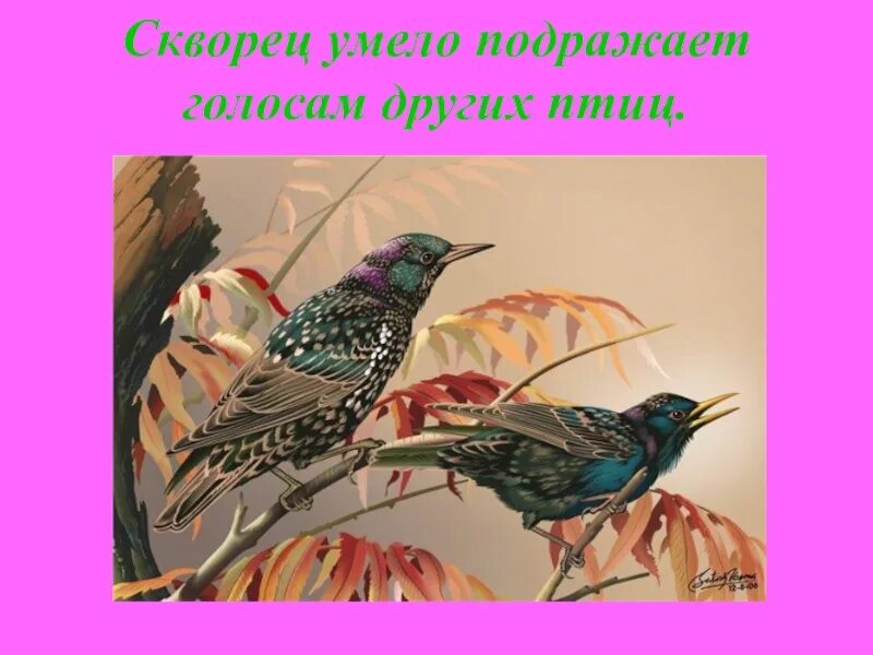 Скворец. Какие птицы умеют подражать голосам других пернатых. Птица которая подражает. Птица подражающая голосам других птиц.