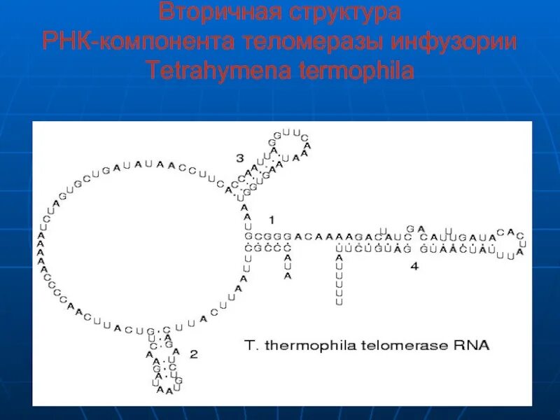 Вторичная структура РНК. Теломеразная РНК функции. Основные элементы вторичной структуры РНК. Схема строения РНК.