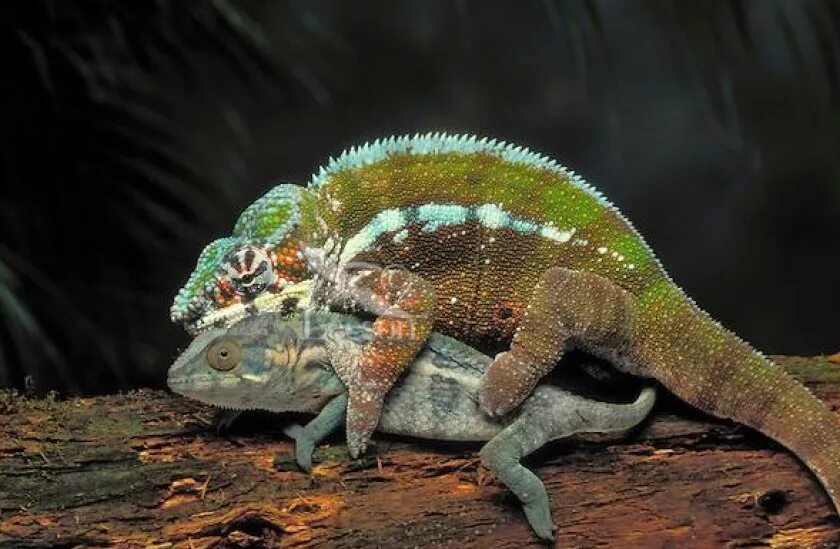 Самка хамелеона. Furcifer labordi. Мадагаскарский хамелеон. Мадагаскарский хамелеон самка.