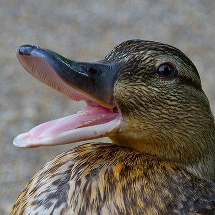 P duck