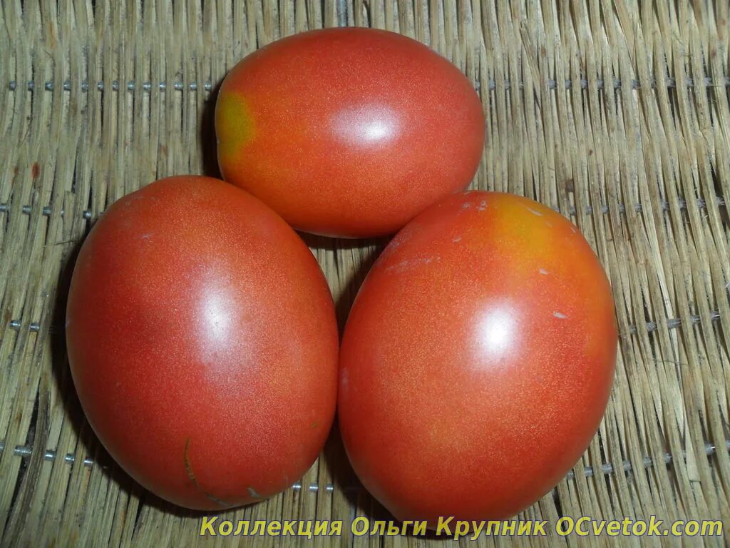 де барао красный. де барао красный описание сорта. де барао красный описание сорта. сорт томатов де барао. сорт томатов де барао черный.