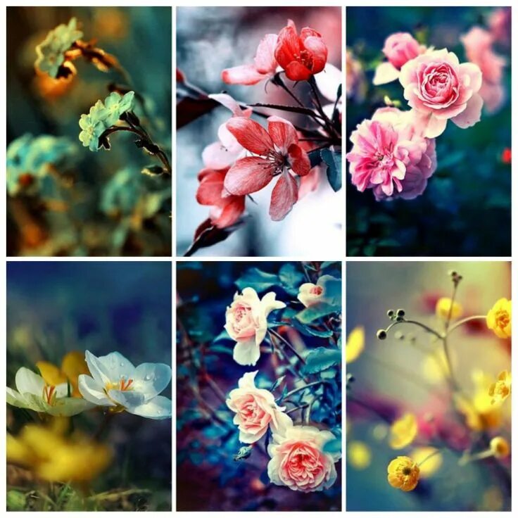 Сделать коллаж из фото на телефоне самсунг. Цветы коллаж. Коллаж из четырех цветов.