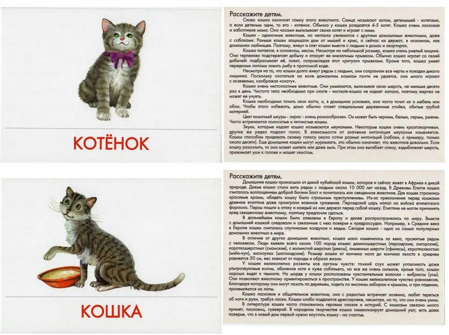 Кошка 1 часть. Домашнее животное описание. Описание домашних животных. Описание кошки для детей. Домашние животные кошка описание.