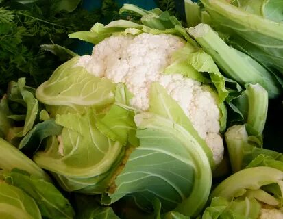 Капуста большая снится