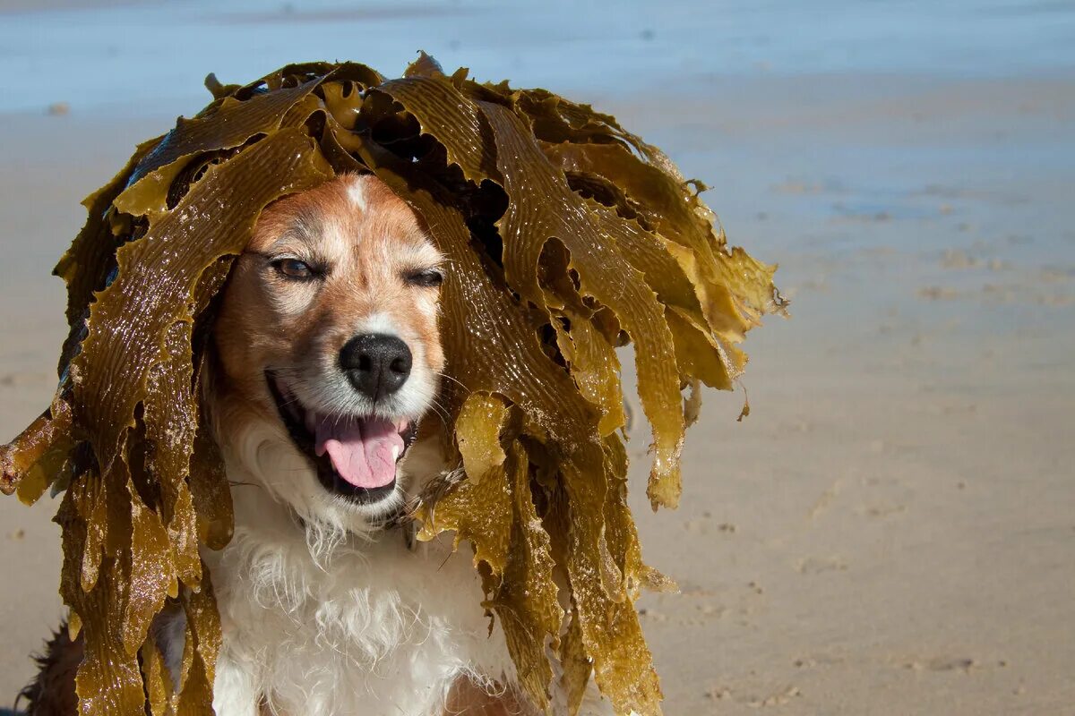 Водоросли запутались в. Водоросли для собак. Веселая водоросль. Морские водоросли для собак. Запутался в водорослях.
