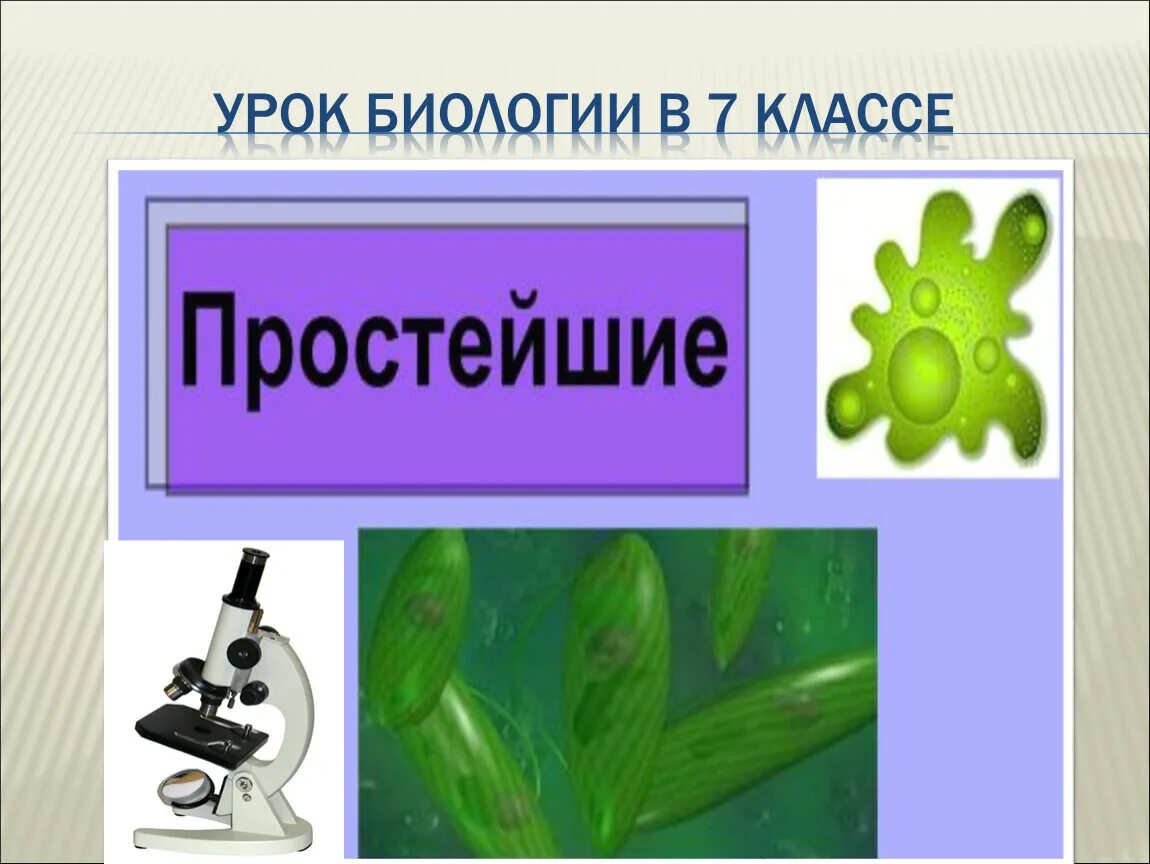 Первые уроки по биологии. Урок биологии. Презентация по биологии. Урок биологии 7 класс. Простейшие.