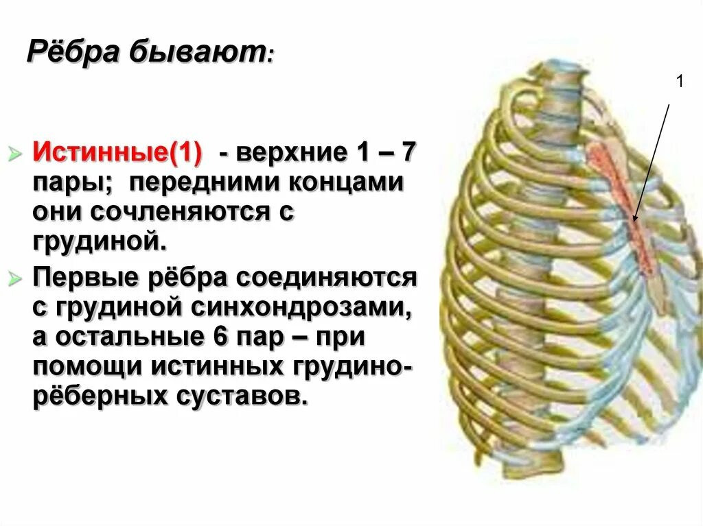 Сколько ребер на 1 стороне. Передний конец 11 ребра. Истинные ребра. Ложные пары ребер. Грудная клетка ребра.