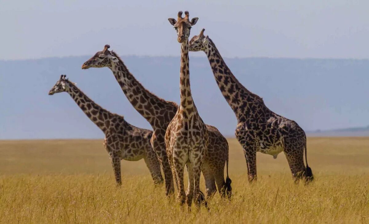 Жираф среда обитания. Жираф картинка. Животные Африки. Животные саванны Жираф.