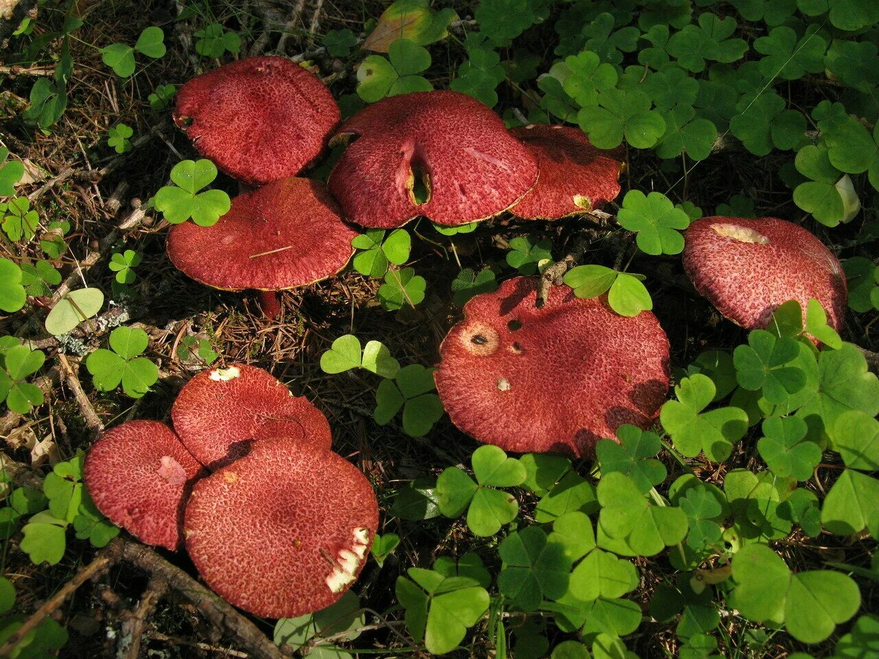 Гриб моховик красный. Болетин гриб. Моховик красный моховик красный. Болетин азиатский (Boletinus asiaticus). Красный гриб описание