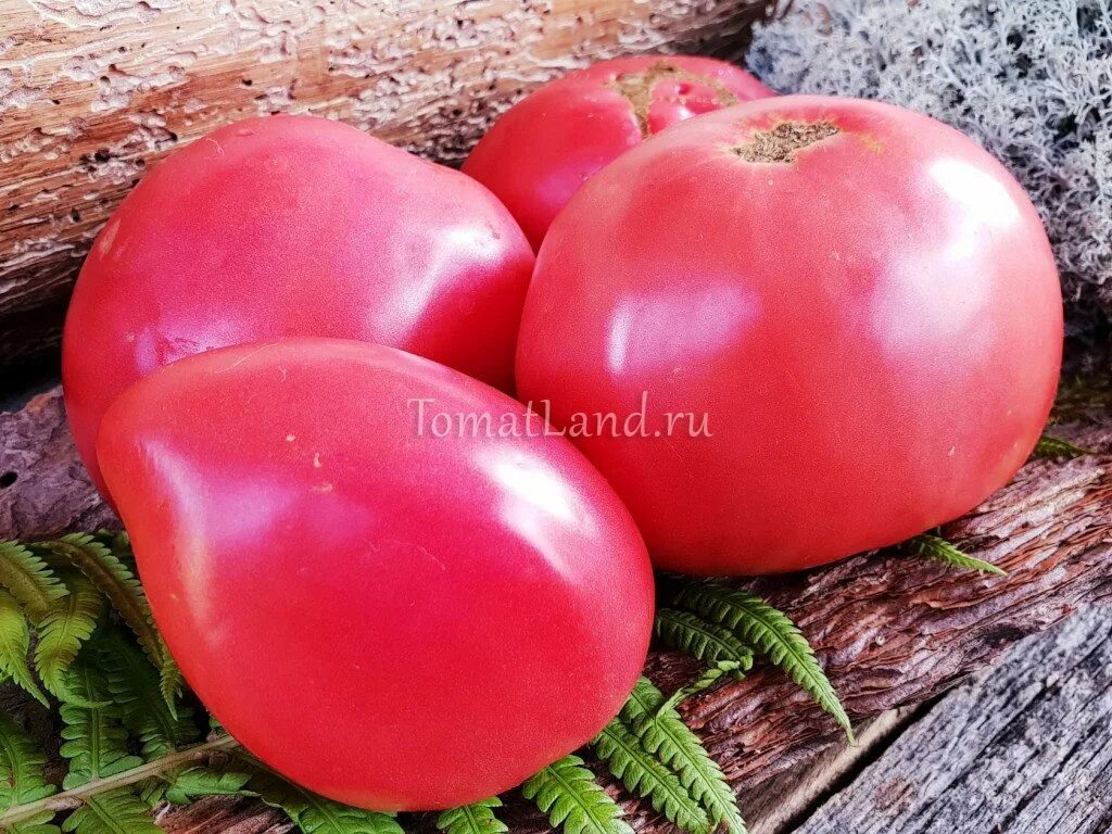 Томаты сорт бычье сердце розовое. Томат бычье сердце. томат бабушкино бычье сердце. томат фиолетовое сердце. томат розовое сердце.