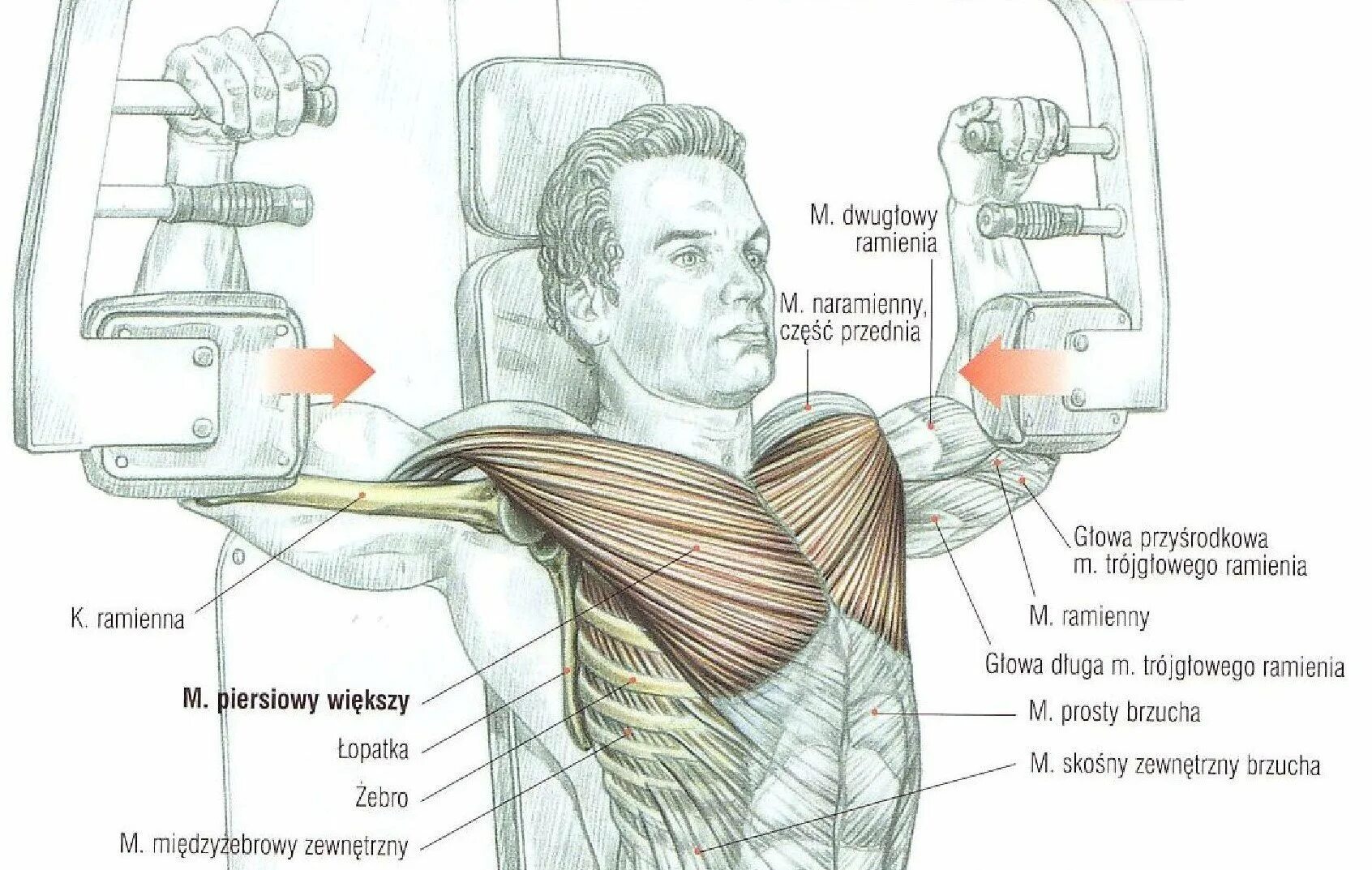 Упражнения на грудные мышцы. Упражнения для мышц грудины. Упражнения на верх грудных мышц. Тренажер бабочка для грудных мышц.
