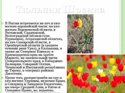 Почему тюльпаны в красной книге