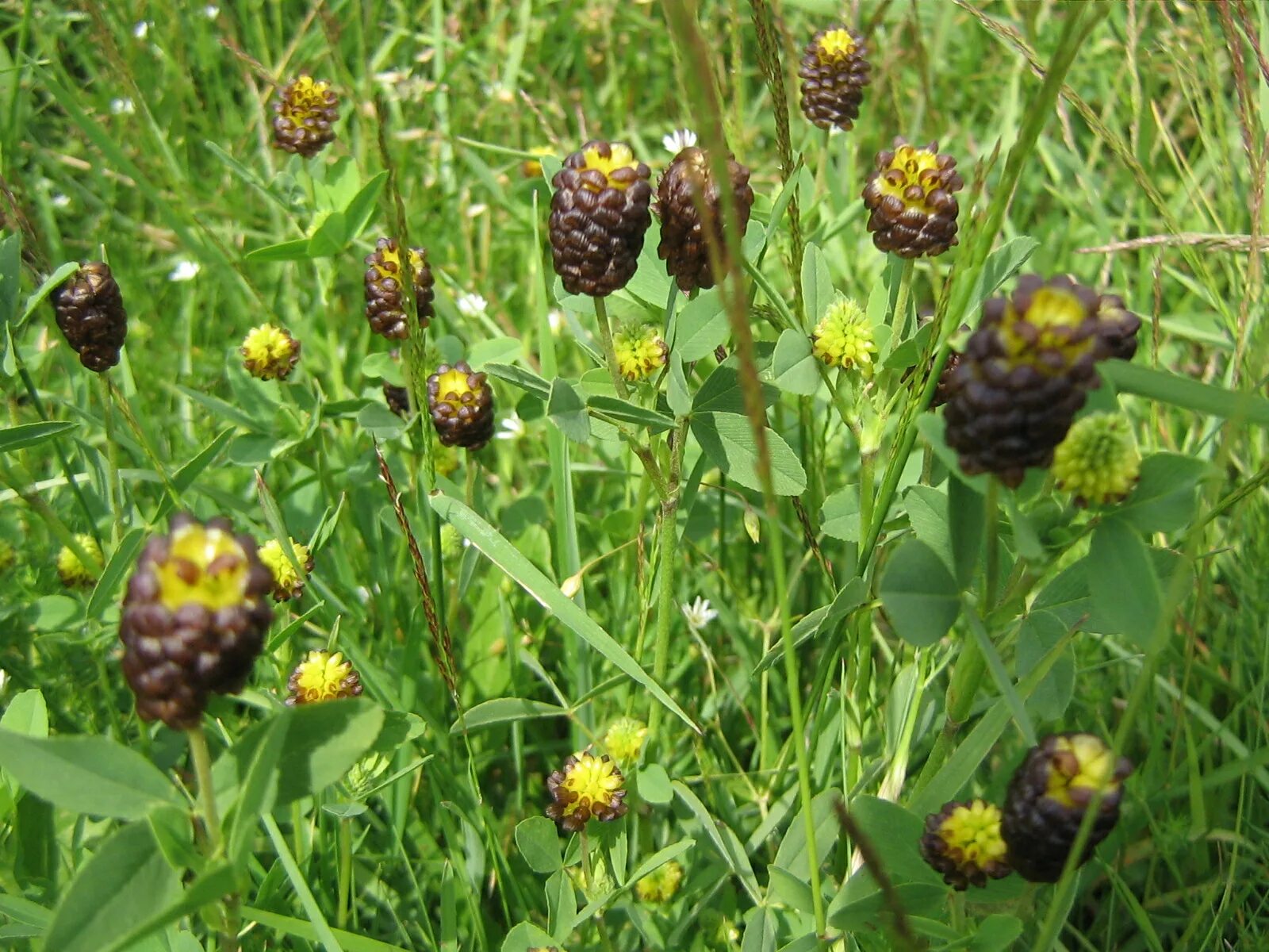 Клевер темно-каштановый. Trifolium spadiceum. Клевер темно-каштановый красная книга. Бурый Клевер. Подскажи растение