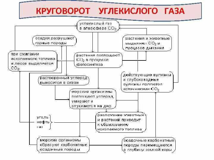 Схема круговорота углекислого газа. Круговорот углекислого газа в природе. Схема углек слого ГАХА. Схема углекислого газа.