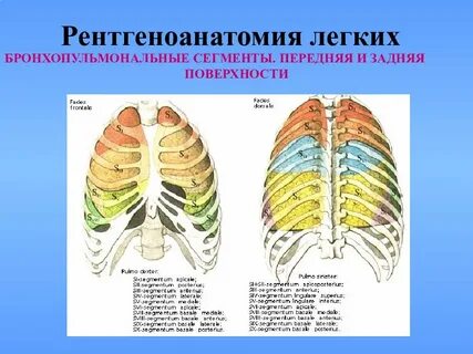 Зоны легкого