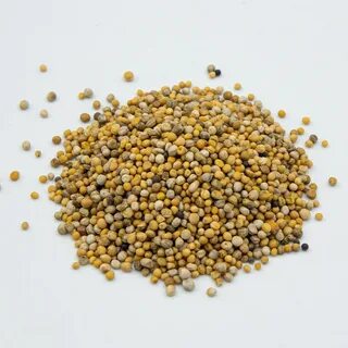 Семена микрозелени горчицы