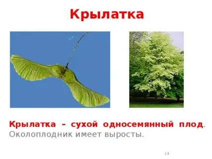 Крылатка односемянный