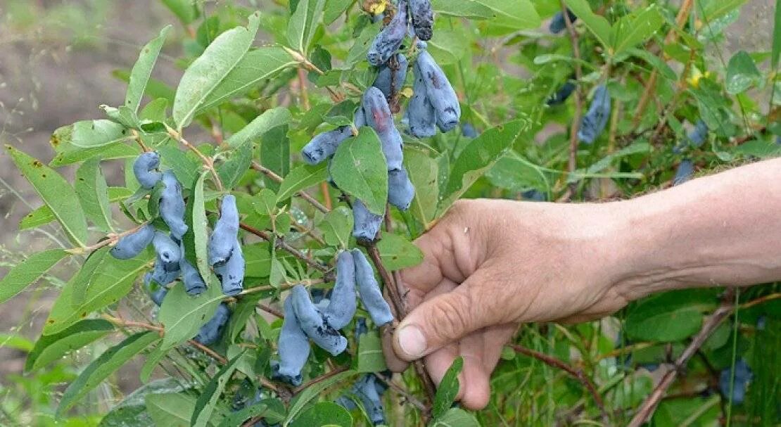 Бакчарские сорта