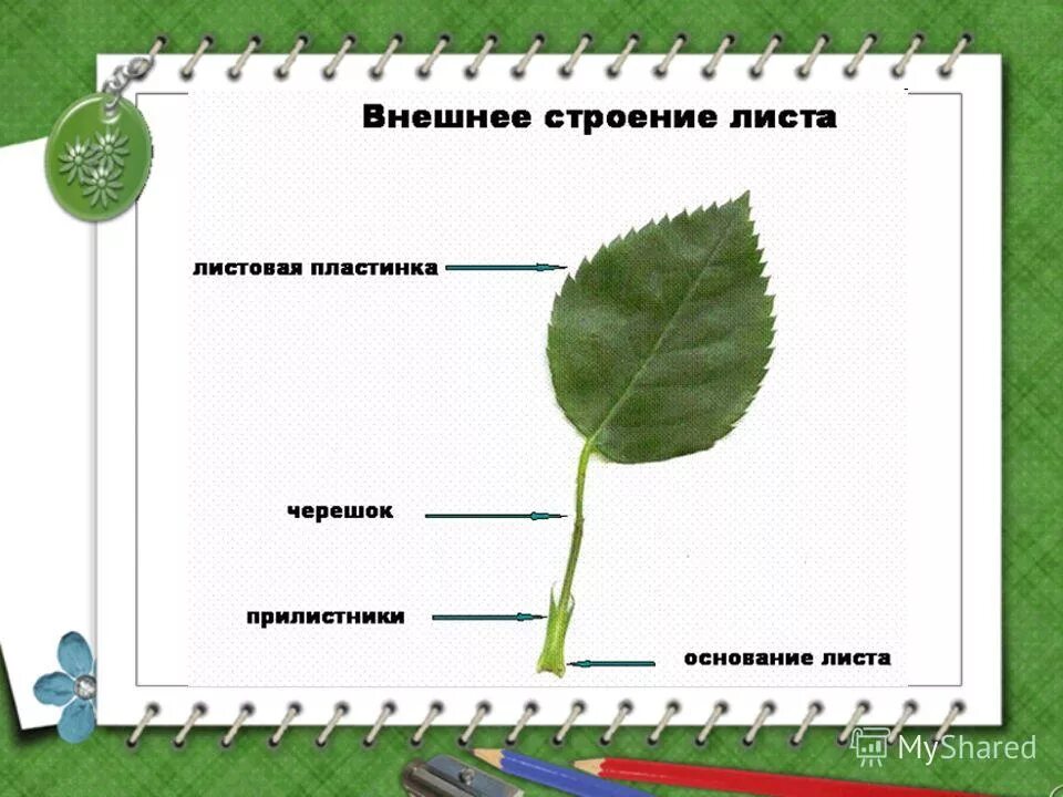 Внешнее строение листьев тест. 1)внешнее строение листа.. строение черешкового листа. внешнее строение листовой пластинки. внешнее строение черешкового листа.