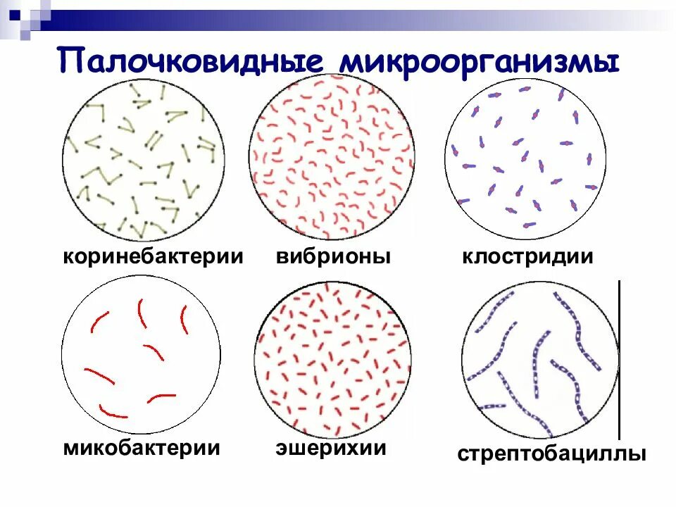 Палочковидные формы бактерий. Морфология палочковидных бактерий. Стрептобактерии палочковидные. Палочковидные бактерии бациллы.