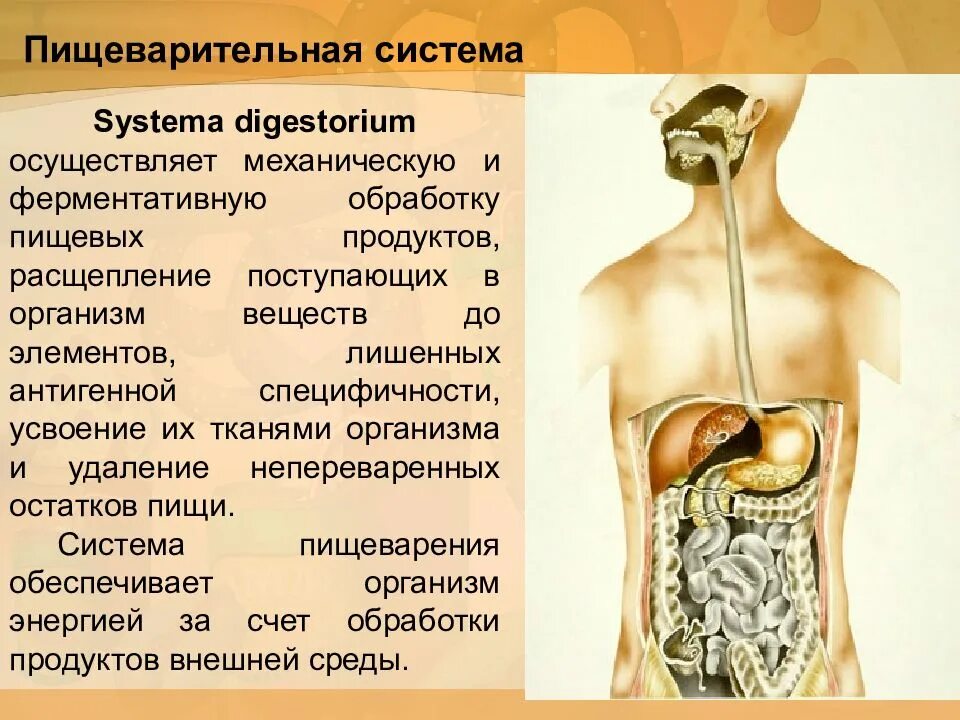 Пищеварительная система человека. Органы пищеварительной системы человека. Функциональная анатомия пищеварительной системы. Общий план строения пищеварительной системы. Проблемы пищеварительной системы