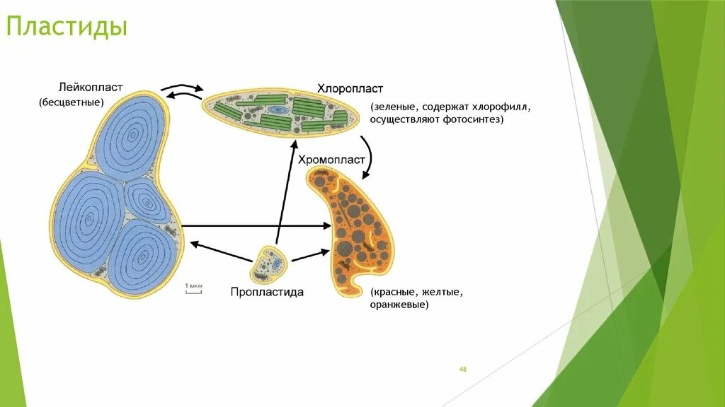 Фотосинтез осуществляется в хромопластах. Схема взаимного перехода пластид. Схема взаимного превращения пластид. Превращение лейкопластов в хлоропласты. Превращение хлоропластов в хромопласты.
