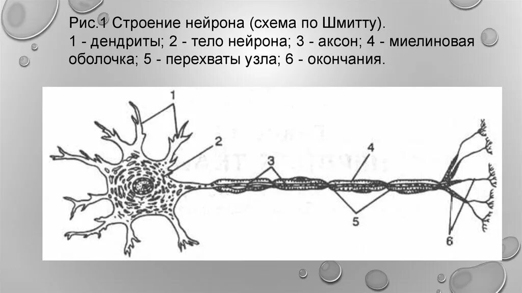 Короткие сильно ветвящиеся отростки. На схеме строения нейрона миелиновая оболочка. Нейрон Аксон миелиновая оболочка. Тело нейрона миелин Аксон рис. 2. Схема строения нервной клетки анатомия.