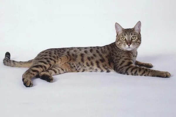 Калифорнийская сияющая кошка фото