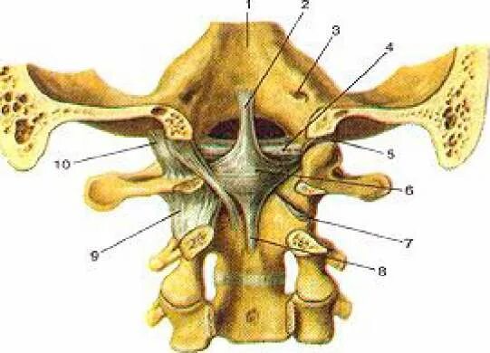 Затылочный сустав. Соединения позвонков атланто-затылочный сустав анатомия. Срединно атланто осевой сустав. Связки атланто затылочного сустава. Атлант и затылочная кость соединение.