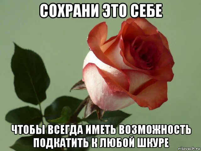 Популярные мем розы. Мемы про розу. Мемы про розу. Смешные мемы про цветы. Розы мем.