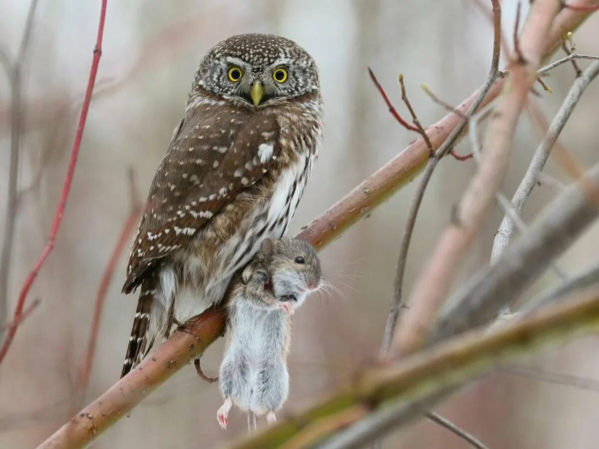 Северная карликовая сова. Воробьиный Сыч. Воробьиный сычик (Glaucidium passerinum). Североамериканский мохноногий Сыч. Воробьиный Сыч карликовый.