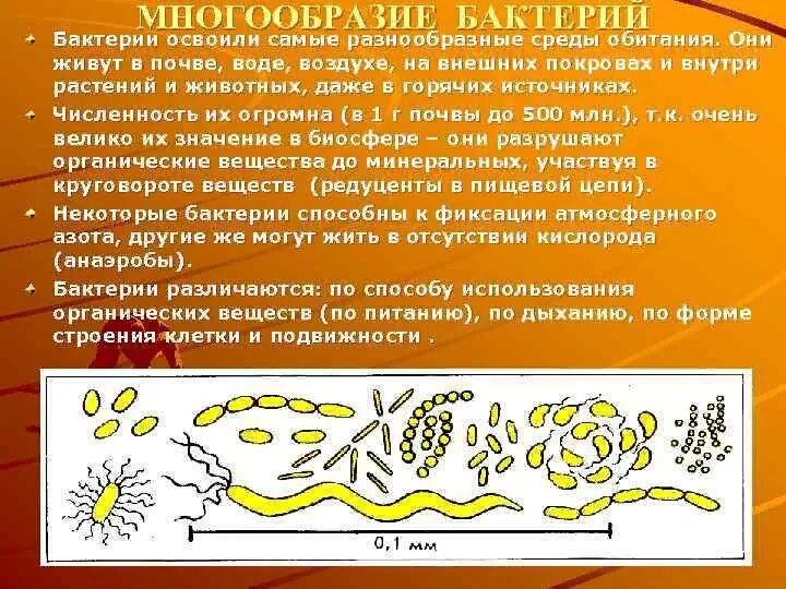 Вывод о разнообразии форм тела бактерий. Многообразие бактерий. Строение и многообразие бактерий. Строение, разнообразие бактерий. Формы бактерий.