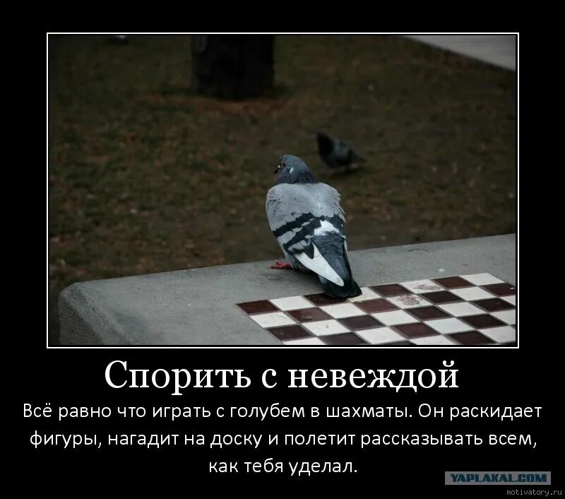 Глупа та птица пословица. Игра в шахматы с голубем. Спорить с дураком все равно что играть. Голубь на шахматной доске. Спорить с дураком все равно что играть в шахматы с голубем.