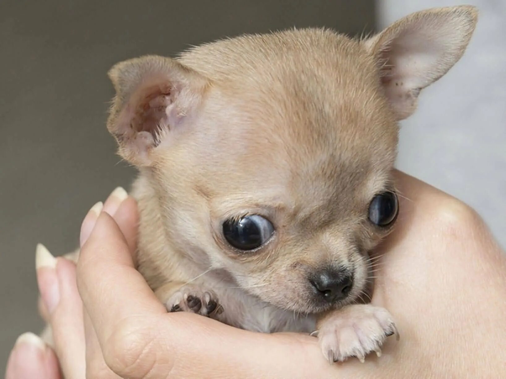 Название породы самой маленькой собаки. Чихуахуа палевый. Чихуахуа палевый гладкошерстный. Чихуахуа Милли. Маленькая собачка чихуахуа.