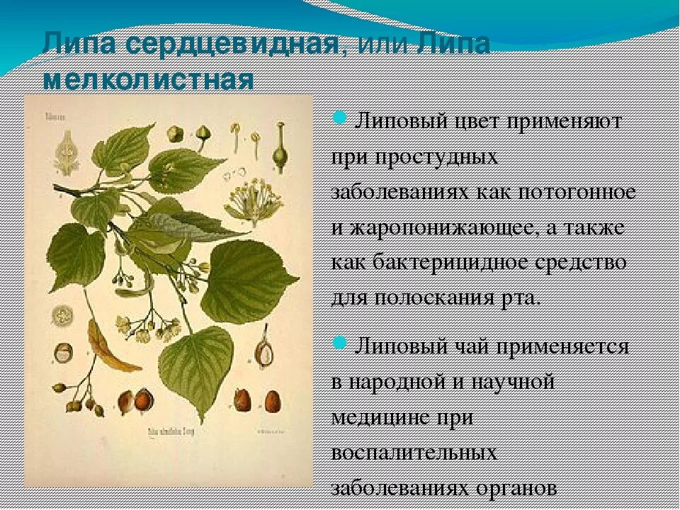 Значение в области какой ботанической. Липа лекарственное растение. Липа сердцевидная плод. Липа сердцевидная препараты. Липовый цвет лекарственное растение.