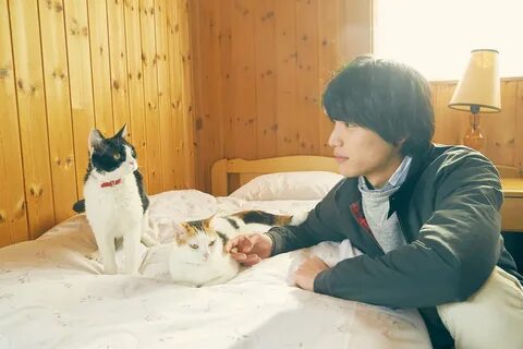 旅 猫 見 ど こ ろ リ ポ-ト ③ ナ ナ や 動 物 た ち の 演 技.ナ ナ の ほ か に も.犬 や 猫 た ち が 登 場.犬 の 虎...